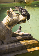 Image showing Siena drinking pigeon