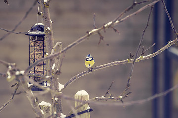 Image showing Blue tit on a branch near a birdfeeder in a garden