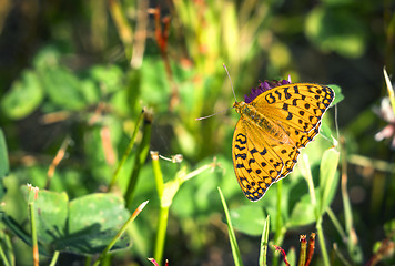 Image showing High brown fritillary butterfly (Argynnis adippe) with open wing