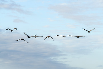 Image showing Cranes flying towards the sunrise in the morning