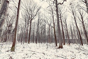 Image showing Winter in the forest with tall barenaked trees