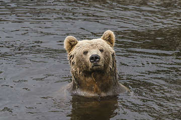 Image showing Brown bear with wet fur in a river