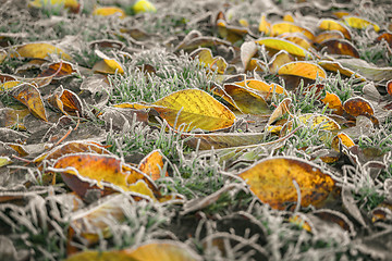 Image showing Frozen leaves in autumn colors in the early winter