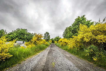 Image showing Road surrounded by yellow broom bushes