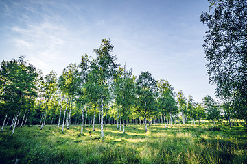 Image showing Birch trees on a green meadow in the spring