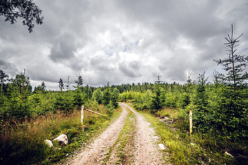 Image showing Road entrance to a forest with pine trees