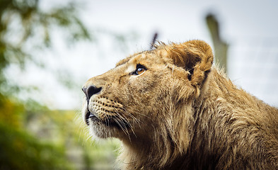 Image showing Female lion with wet fur looking up