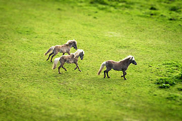 Image showing Three horses running on a green field