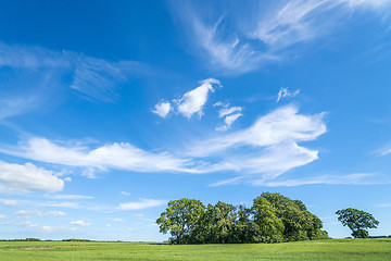 Image showing Group of trees on a green field in the summer