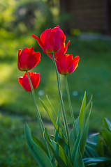 Image showing Red tulips in the garden, backlight
