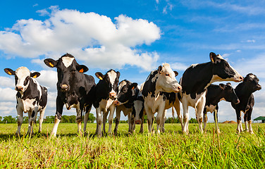 Image showing Holstein cows in the pasture