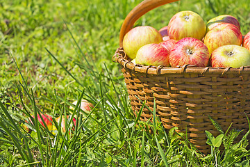 Image showing Freshly red apples in the wooden basket on green grass