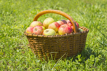 Image showing Freshly red apples in the wooden basket on green grass