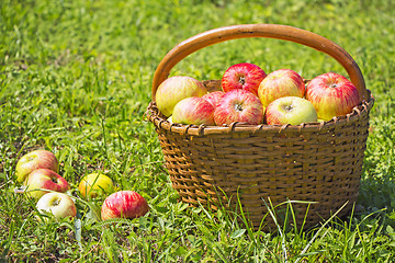 Image showing Freshly red apples in the wooden basket on green grass