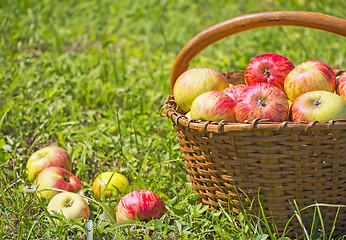 Image showing Freshly red apples in the wooden basket on green grass