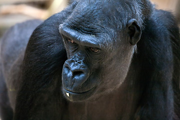 Image showing gorilla