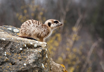 Image showing suricate