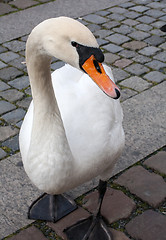 Image showing swan