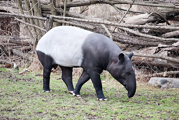 Image showing tapir