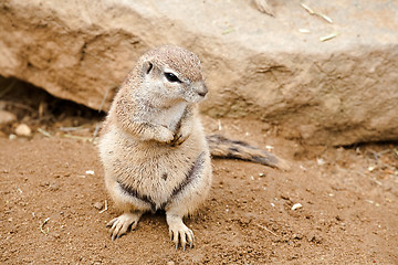 Image showing gopher