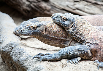 Image showing monitor lizards closeup