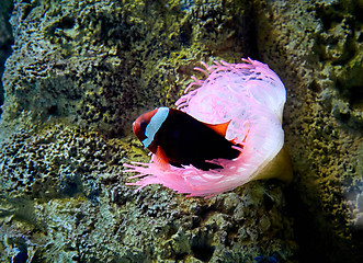 Image showing clown fish swimming in the corrals