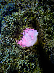 Image showing pink sea anemone