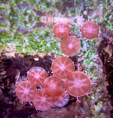 Image showing yellyfishes in marine aquarium