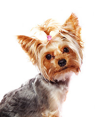 Image showing Yorkshire terrier isolated on white