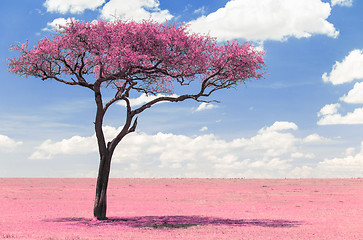 Image showing pink acacia tree in savanna with infrared effect