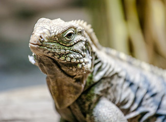 Image showing iguana