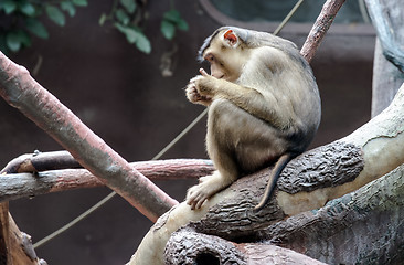 Image showing sitting monkey