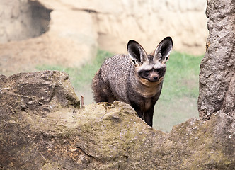 Image showing bat-eared fox