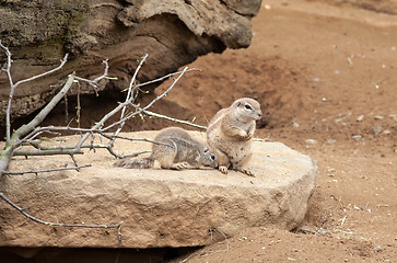 Image showing gophers