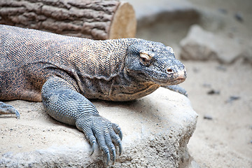 Image showing monitor lizard