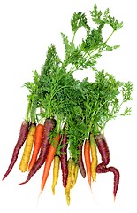 Image showing Fresh Colorful Carrots