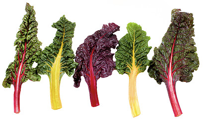 Image showing Fresh Chard Leafs