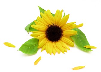 Image showing Sunflower and Petals