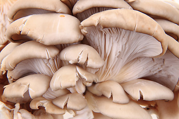 Image showing oyster mushroom background