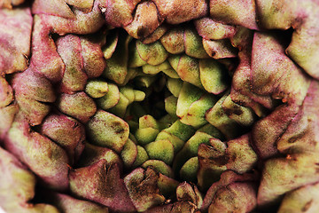 Image showing fresh artichoke texture