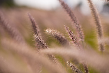 Image showing Alpine meadow