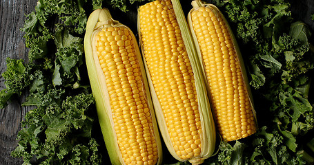 Image showing Ripe corncobs on green salad leaves