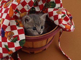 Image showing Grey Kitten