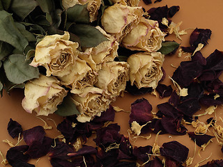 Image showing Dried Roses