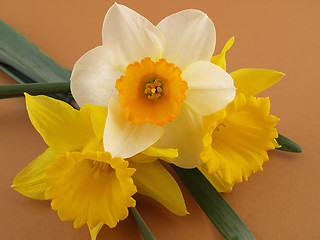 Image showing Daffodils on Brown Background