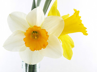 Image showing Daffodils over White