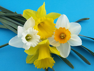 Image showing Daffodils on Blue Background