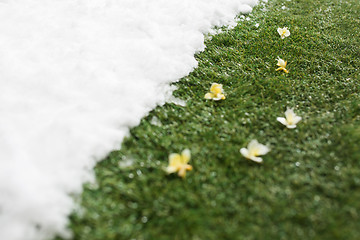 Image showing Meeting snow on green grass close up - between winter and spring concept background