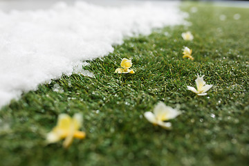 Image showing Meeting snow on green grass close up - between winter and spring concept background