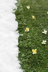 Image showing Meeting snow on green grass close up - between winter and spring concept background